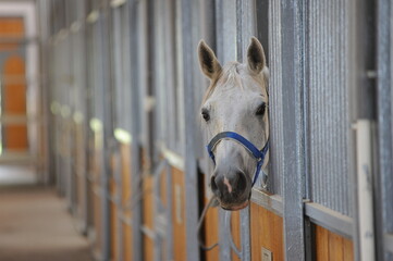 Almaty, Kazakhstan - 10.08.2016 : The horse is standing in a special paddock