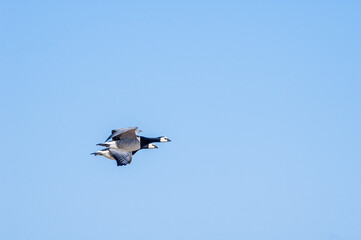 Barnacle Geese (Branta leucopsis) in Barents Sea coastal area, Russia