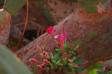 close up di fiori fra le pale di ficod'india