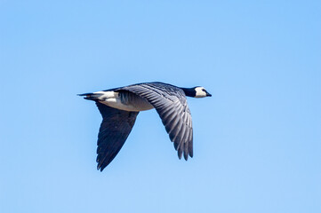 Barnacle Goose (Branta leucopsis) in Barents Sea coastal area, Russia