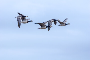 Barnacle Geese (Branta leucopsis) in Barents Sea coastal area, Russia