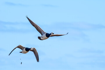 Barnacle Geese (Branta leucopsis) in Barents Sea coastal area, Russia