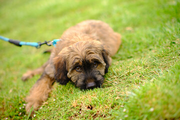 Fototapeta premium Three-month-old Catalan working dog happy in a grassy park, with an intense and beautiful look