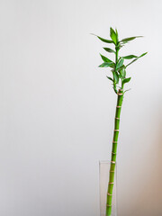Fototapeta na wymiar Lucky Bamboo plant vertical background. Bamboo houseplant in glass pot for decoration of elegant space. Copy space with bamboo leaf plant growing. Dracaena sanderiana stem on white wall.