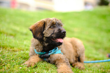Three-month-old Catalan working dog happy in a grassy park, with an intense and beautiful look