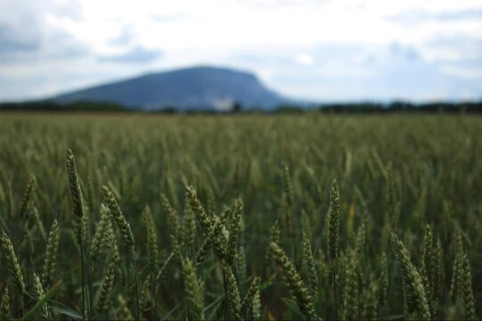 Time Lapse of a Wheat field in Geneva Switzerland with mountains Sal&egrave;ve in background and nice cloud