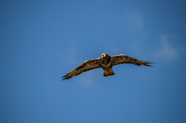 Raufussbussard