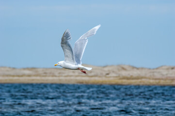 Glaucous Gull (Larus hyperboreus) chick in Barents Sea coastal area, Russia