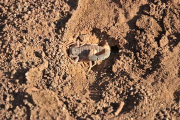 a scropion sitting in sand, namibia