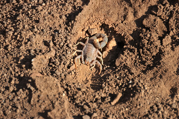 a scropion sitting in sand, namibia