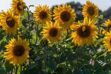 Fototapeta premium Sunflower natural background. Sunflower blooming