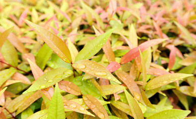 photo of leaves (thai call Samet chun) is the leaves of Herb in thai Southern Thailand, Syzygium Gratum,After The Rain
