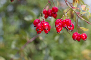 Red berries of a rose hip after the rain. Autumn background with brier in the garden. Seasonal background with copy space.