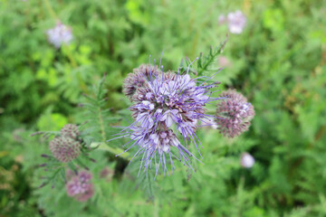 blossom of a phacelia