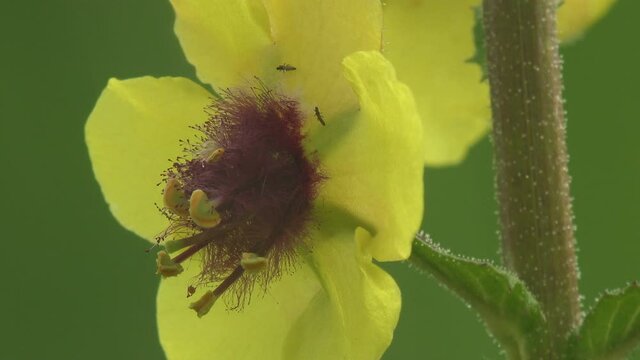 yellow flower in early morning with insects crawling inside. Macro view of plants in wild life