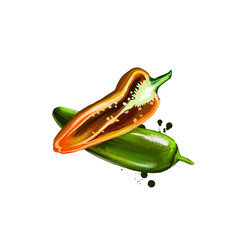 Digital illustration of hand drawn Jalapeno chili pepper isolated on white background. Organic healthy food. Green vegetable. Hand drawn plant closeup. Clip art illustration. Graphic design element