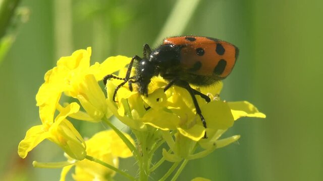 Mylabris quadripunctata, red beetle sitting on yellow flower, view macro insect in wildlife