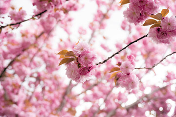 Pink sakura blossom