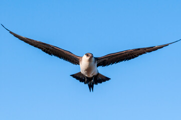 Parasitic Jaeger (Stercorarius parasiticus) in Barents Sea coastal area, Russia