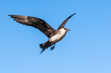 Parasitic Jaeger (Stercorarius parasiticus) in Barents Sea coastal area, Russia