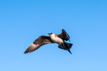 Parasitic Jaeger (Stercorarius parasiticus) in Barents Sea coastal area, Russia