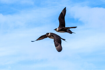 Parasitic Jaegers (Stercorarius parasiticus) in Barents Sea coastal area, Russia