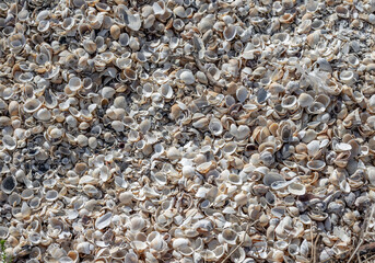 Lots of kind of shells in the sand