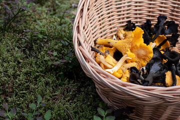 Basket of mushrooms in the forest. Edible chanterelle and black trumpet mushrooms. Photo taken on...