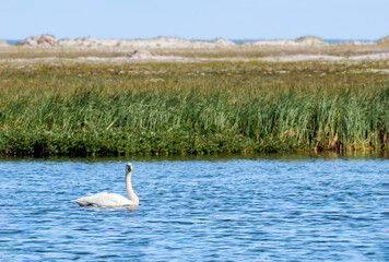 Bewick's Swan (Cygnus bewickii) in Barents Sea coastal area, Russia