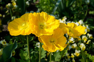 beautiful yellow poppies on a sunny April day on Flower Island Mainau in Germany	