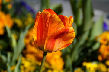Fototapeta na wymiar a beautiful large red tulip with yellow streaks on a sunny sping day