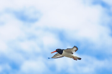 Eurasian Oystercatcher (Haematopus ostralegus) in Barents Sea coastal area, Russia