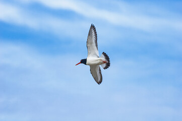 Eurasian Oystercatcher (Haematopus ostralegus) in Barents Sea coastal area, Russia