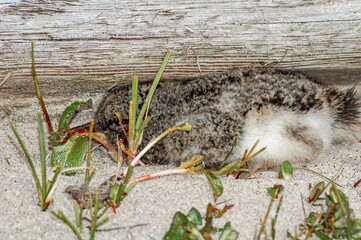 Eurasian Oystercatcher (Haematopus ostralegus) chick in Barents Sea coastal area, Russia