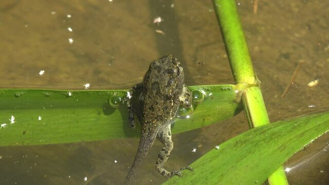 In summer swamp amid chaos of underwater life, juvenile frog in transition between tadpole and frog