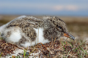 Eurasian Oystercatcher (Haematopus ostralegus) chick in Barents Sea coastal area, Russia