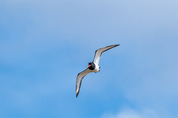 Eurasian Oystercatcher (Haematopus ostralegus) in Barents Sea coastal area, Russia