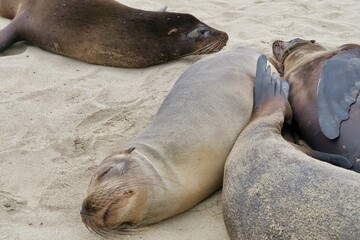 ガラパゴスアシカ