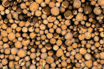 Waldsterben, Borkenkäfer, Holzlager, Baumstämme, Klima