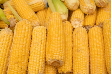 Fresh yellow corn for sale at farmers market