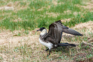 Pomarine Jaeger (Stercorarius pomarinus) in Barents Sea coastal area, Russia