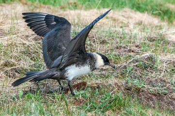 Pomarine Jaeger (Stercorarius pomarinus) in Barents Sea coastal area, Russia