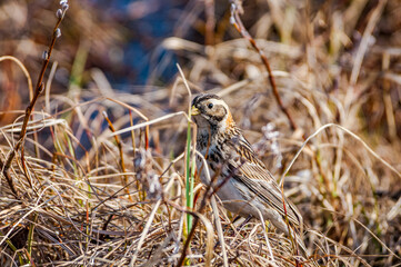 Lapland Longspur (Calcarius lapponicus) female in Barents Sea coastal area, Russia