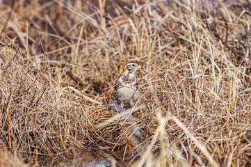 Lapland Longspur (Calcarius lapponicus) female in Barents Sea coastal area, Russia