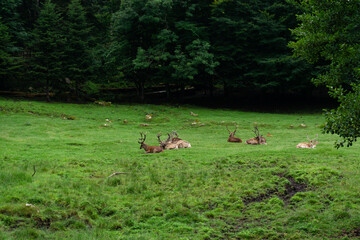 A group of deer resting in a meadow of a forest in the Catalan Pyrenees
