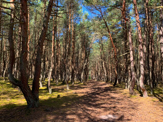 Unusual tree trunks in the forest