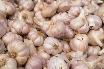 fresh dry garlic sold at city farmers market