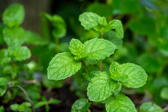 Close up Kitchen Mint, Marsh Mint leaf.