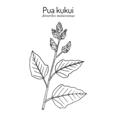 Pua Kukui white blossom of the candlenut tree Aleurites moluccana 