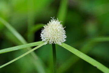 Close up flower of Green Kyllinga grass, Macro image.